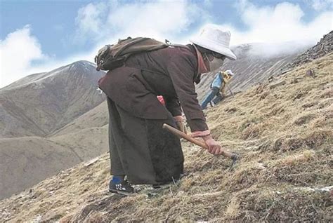 西藏女孩挖出5棵虫草500块钱