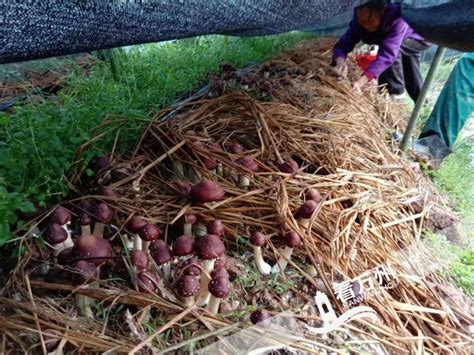 覆土大球盖菇的种植方法