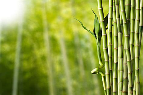 观赏竹子的种类与图片