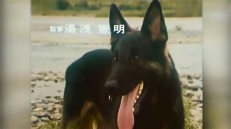 警犬卡尔国语版第一集