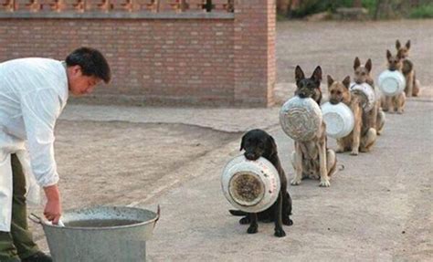 警犬排队等开饭