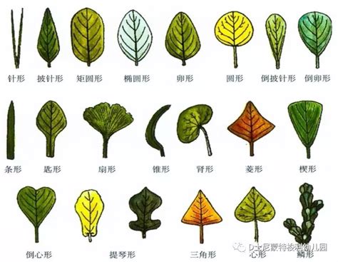 认识树叶的名称和图片