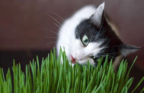 该给猫猫吃什么草