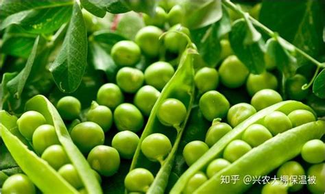 豌豆是什么种植方法