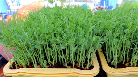 豌豆种子的种植方法