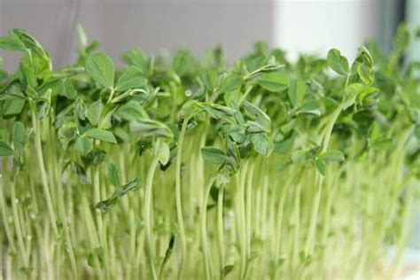 豌豆苗的种植方法全过程