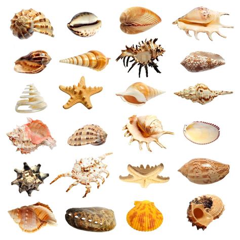 贝壳种类及名称图