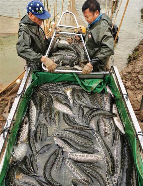 贵州高密度黑鱼养殖技术问答