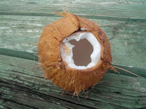 超市椰子怎么知道坏不坏