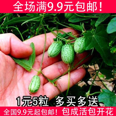 越南乳瓜种子