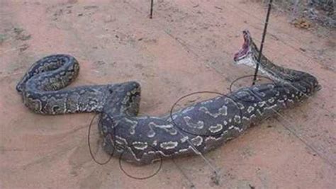 越南老铁大战蟒蛇直播