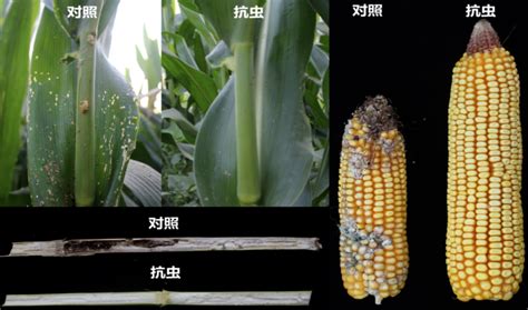 转基因玉米种子2023可以种植的