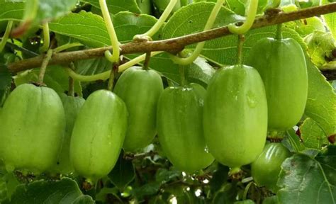 软枣猕猴桃怎么种植才能活和结果