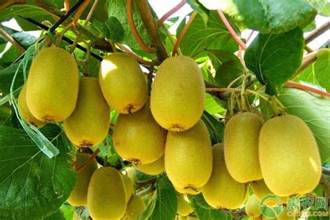 软枣猕猴桃适合什么地方种植