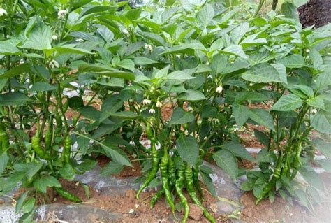 辣椒几月能种植