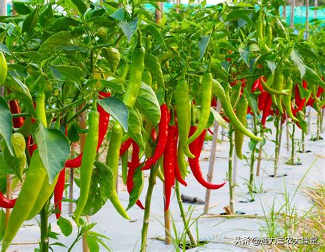 辣椒的种植技术要点及病虫害防治
