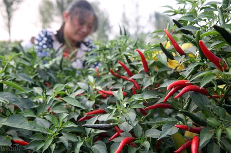 辣椒的种植方法全过程