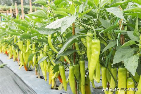 辣椒的种植时间和方法