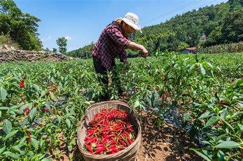 辣椒种植的季节和方法