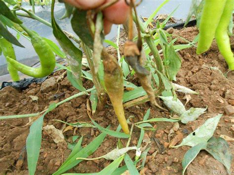 辣椒种植该注意防治哪些病虫害