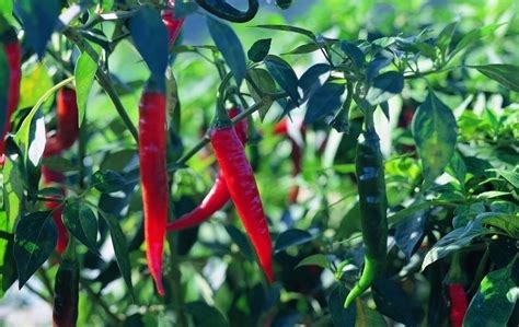 辣椒适合在什么时间种植