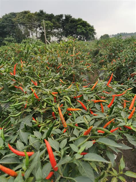 辣椒适合种植的季节