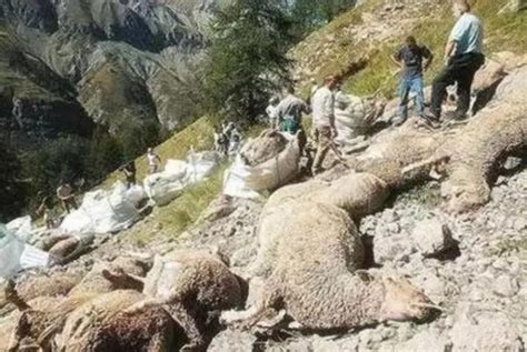 近百只山羊跳下悬崖 死了18只