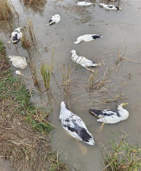 近4000只鸭子被投毒后续