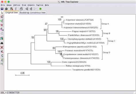 进化树构建的软件