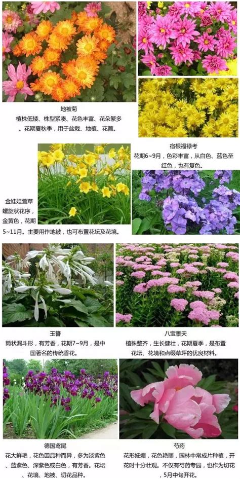 适合东北植物种植方案图片