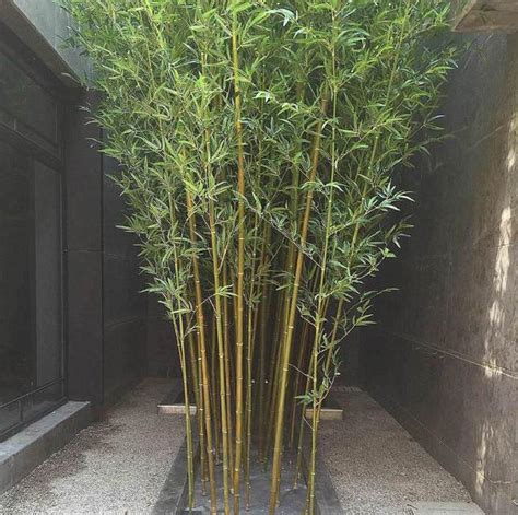 适合别墅院子种的竹子