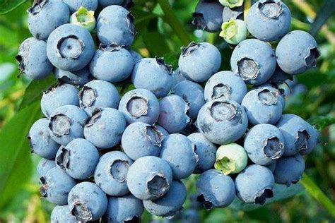 适合北方室外种植的蓝莓品种