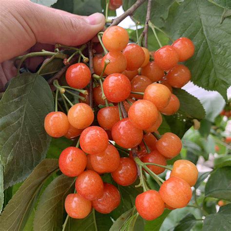 适合南方种植的六个樱桃品种