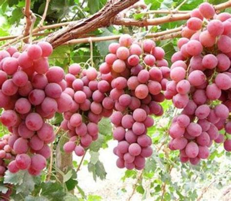 适合湖北家庭种植的葡萄品种