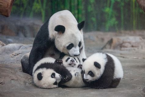 重庆三胞胎熊猫是谁