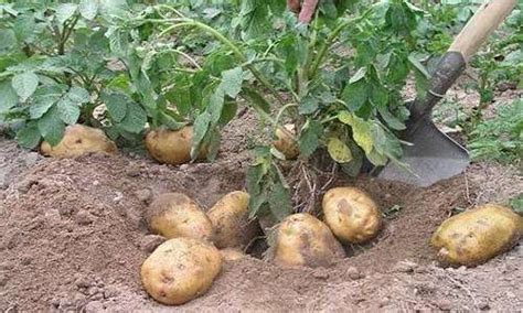 重庆几月份种土豆