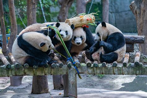 重庆动物园的四只熊猫