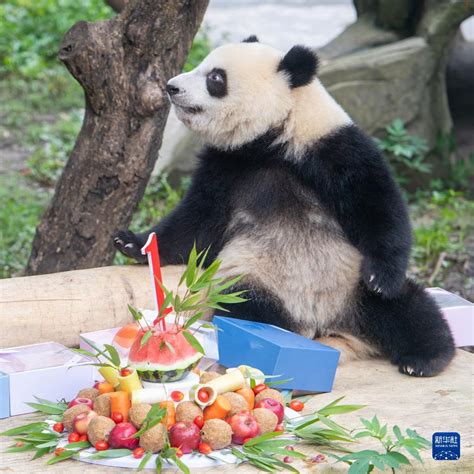 重庆动物园6只大熊猫集体过生日