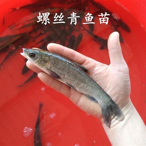重庆永川鱼苗20-24公分的黑鱼苗