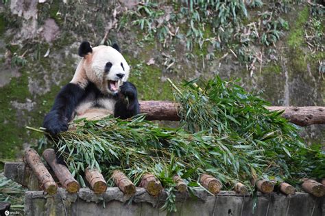 重庆野生动物园有大熊猫吗