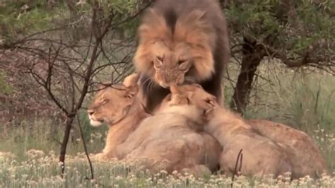 野外狮子繁殖视频