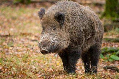 野猪现在还是国家保护动物吗