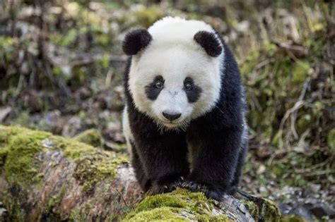 野生大熊猫已“降级”