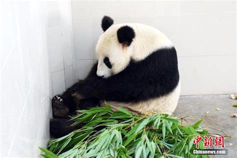野生熊猫产仔纪录片视频
