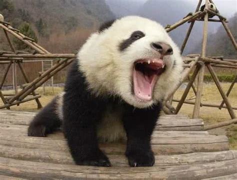 野生熊猫到底有多凶猛