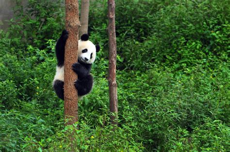 野生熊猫在野外生存
