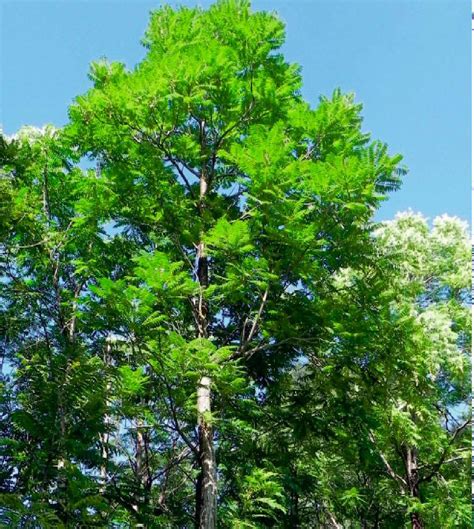 野生香椿树图片
