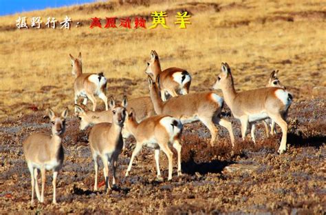 野生黄羊在蒙古国是保护动物吗