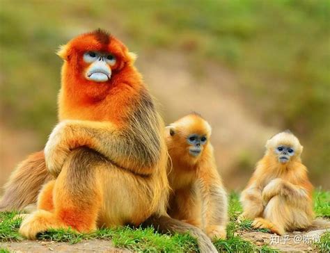 金丝猴出现在贵州省什么山
