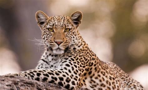 金钱豹国家级保护动物